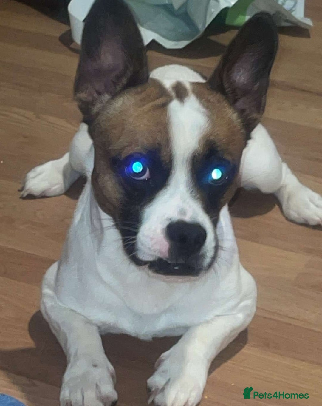 Mixed Breed dogs for sale: Frenchie cross with jack Russell  - Image 2