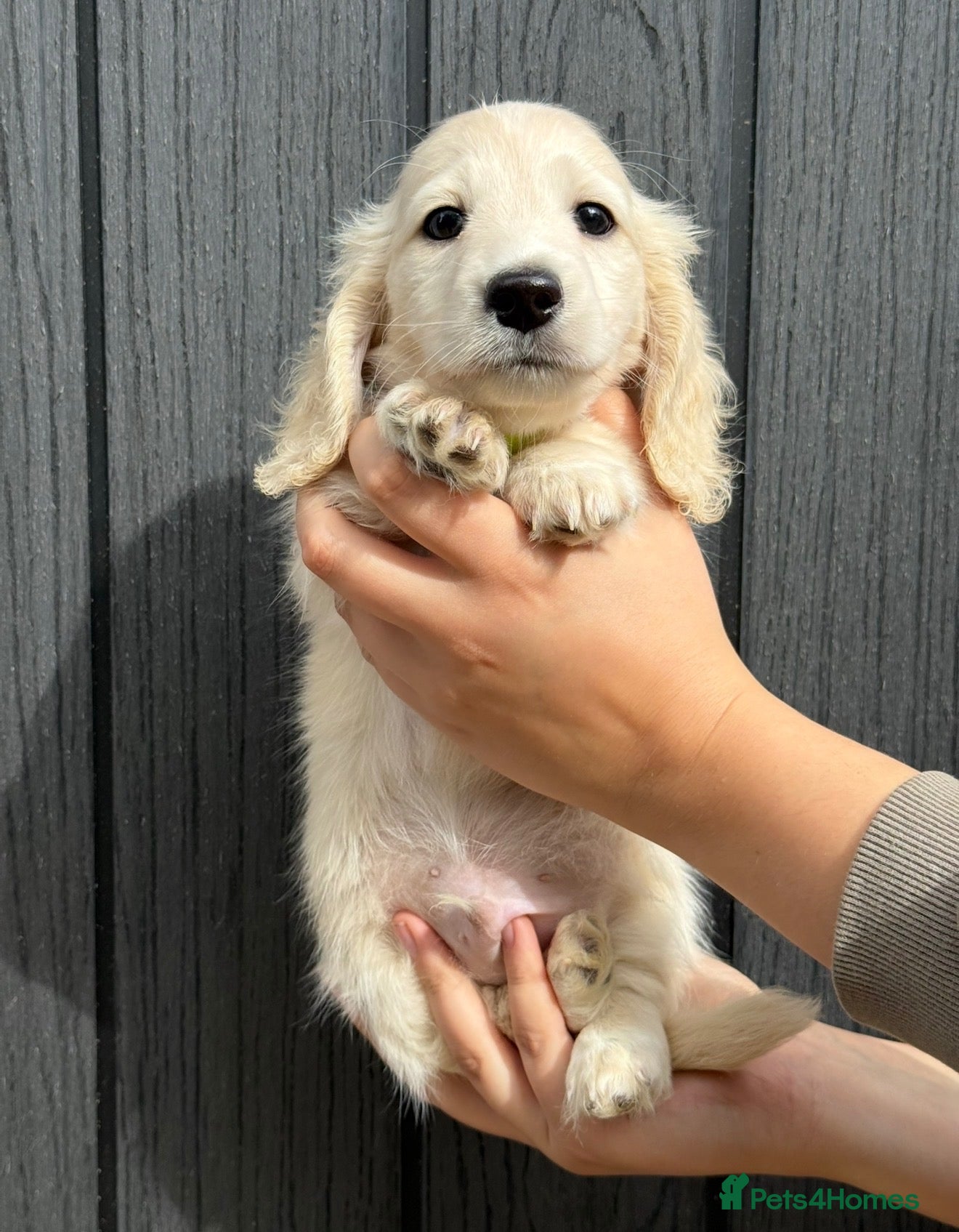 Miniature Dachshund dogs READY TO GO MONDAY, KC REG CREAM DACHSHUND PUPPIES - Advert 2