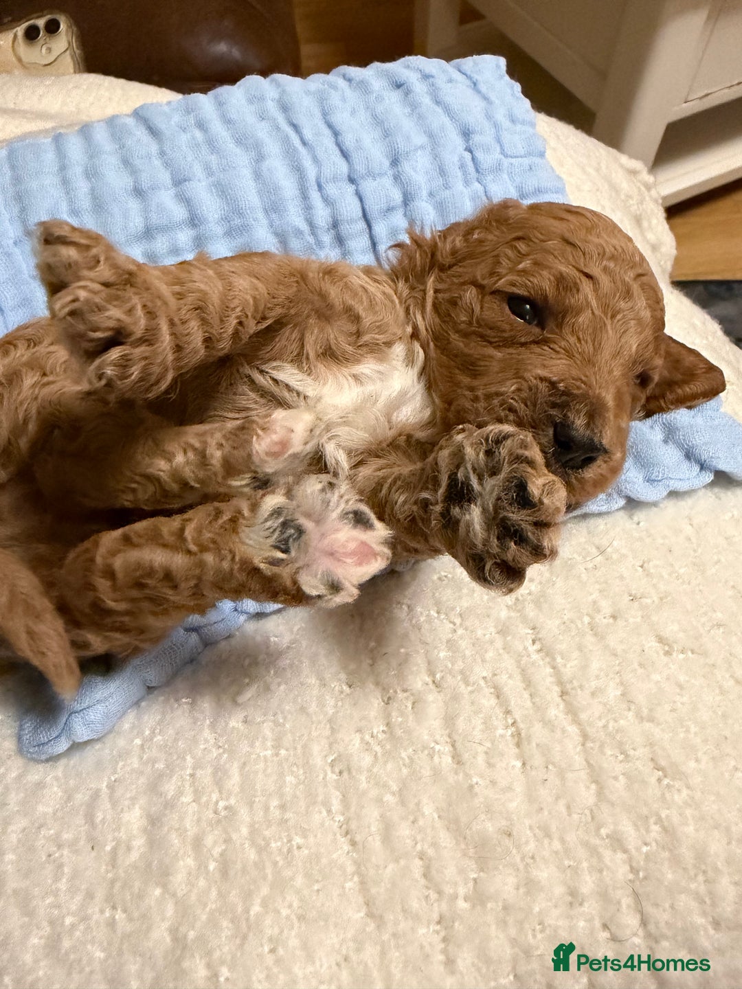 Labradoodle dogs for sale: Labradoodle  - Advert 19