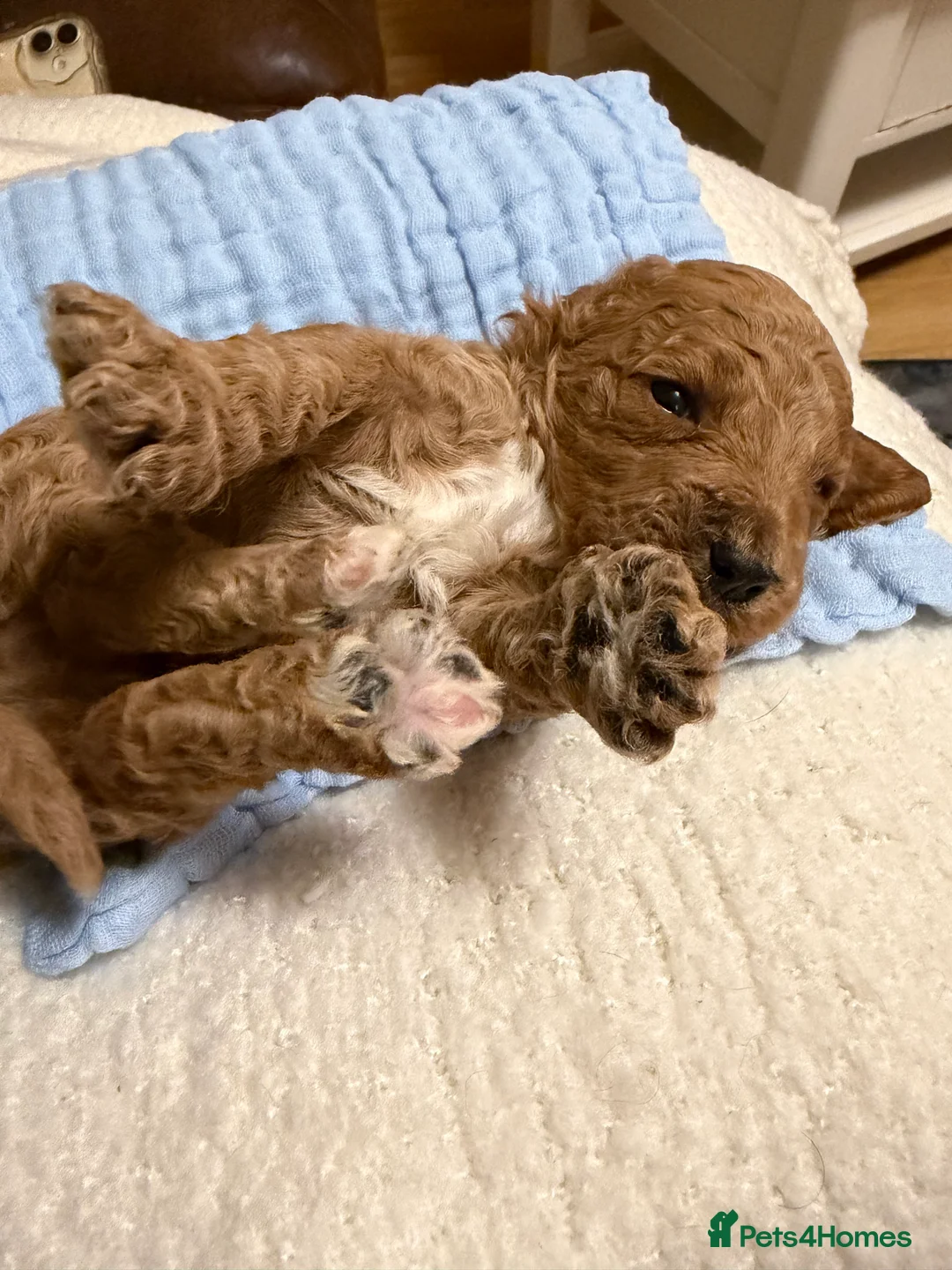 Labradoodle dogs for sale: Labradoodle  - Advert 36