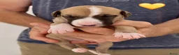 Whippet dogs for sale: KC reg healthy, sweet, gentle whippet pups - Advert 9