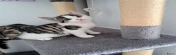Mixed Breed cats for sale: Kittens - Advert 8