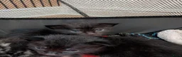 Mixed Breed cats for sale: Mixed Maine Coon Kittens  - Advert 28