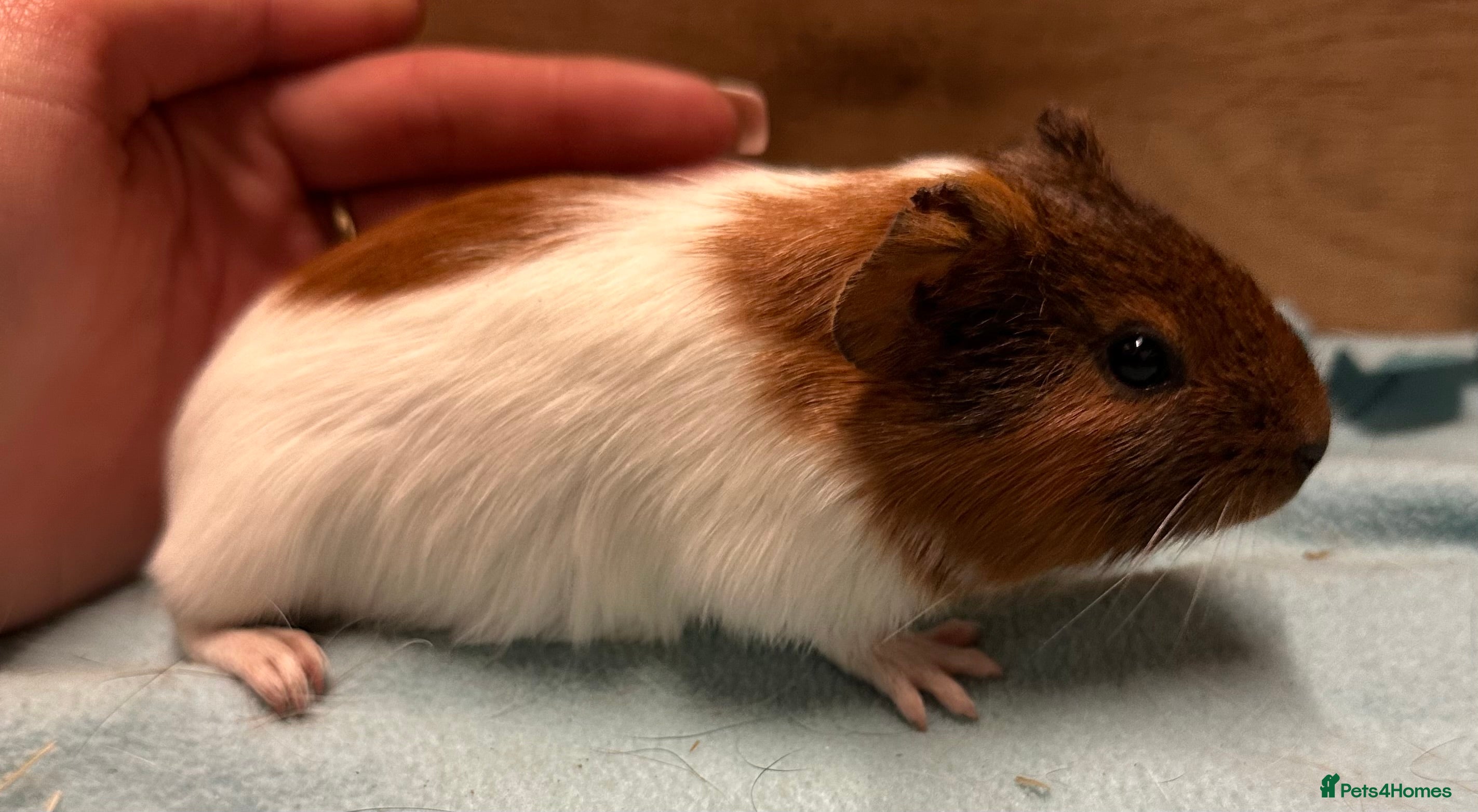 Guinea Pig rodents Baby girls and boys available and some older sows  - Advert 9