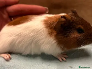 Guinea Pig rodents Baby girls and boys available and some older sows - Advert 9