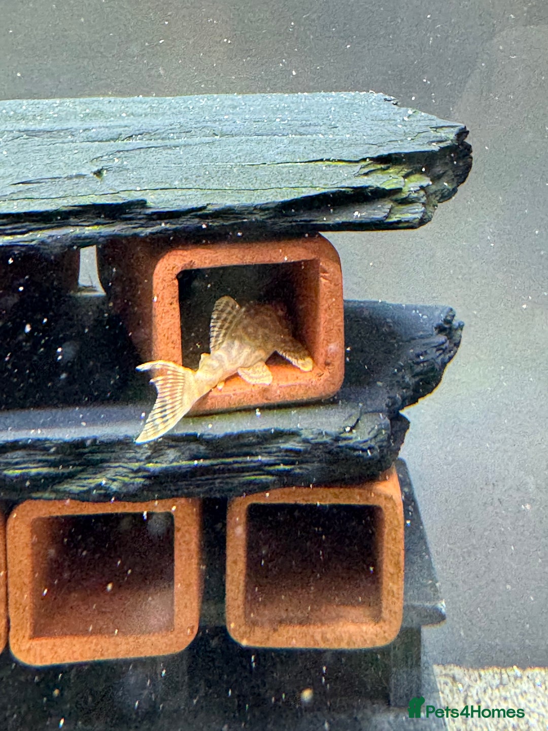 Plecos fish for sale: Plecos for sale  - Advert 8