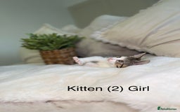 Mixed Breed cats for sale: 5 beautiful kittens 8 weeks old ready now  - Image 17