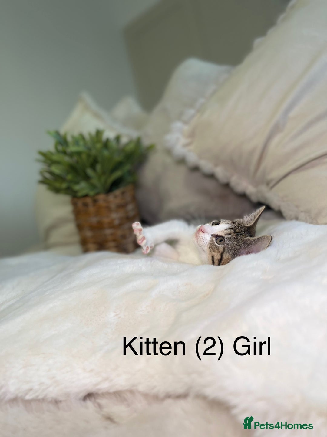 Mixed Breed cats for sale: 5 beautiful kittens 8 weeks old ready now  - Image 17
