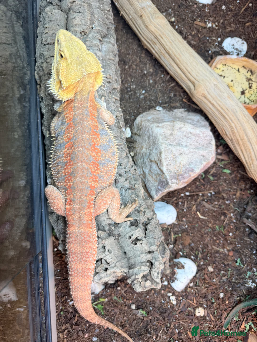 Bearded Dragon reptiles for sale: Bearded dragon - Advert 2