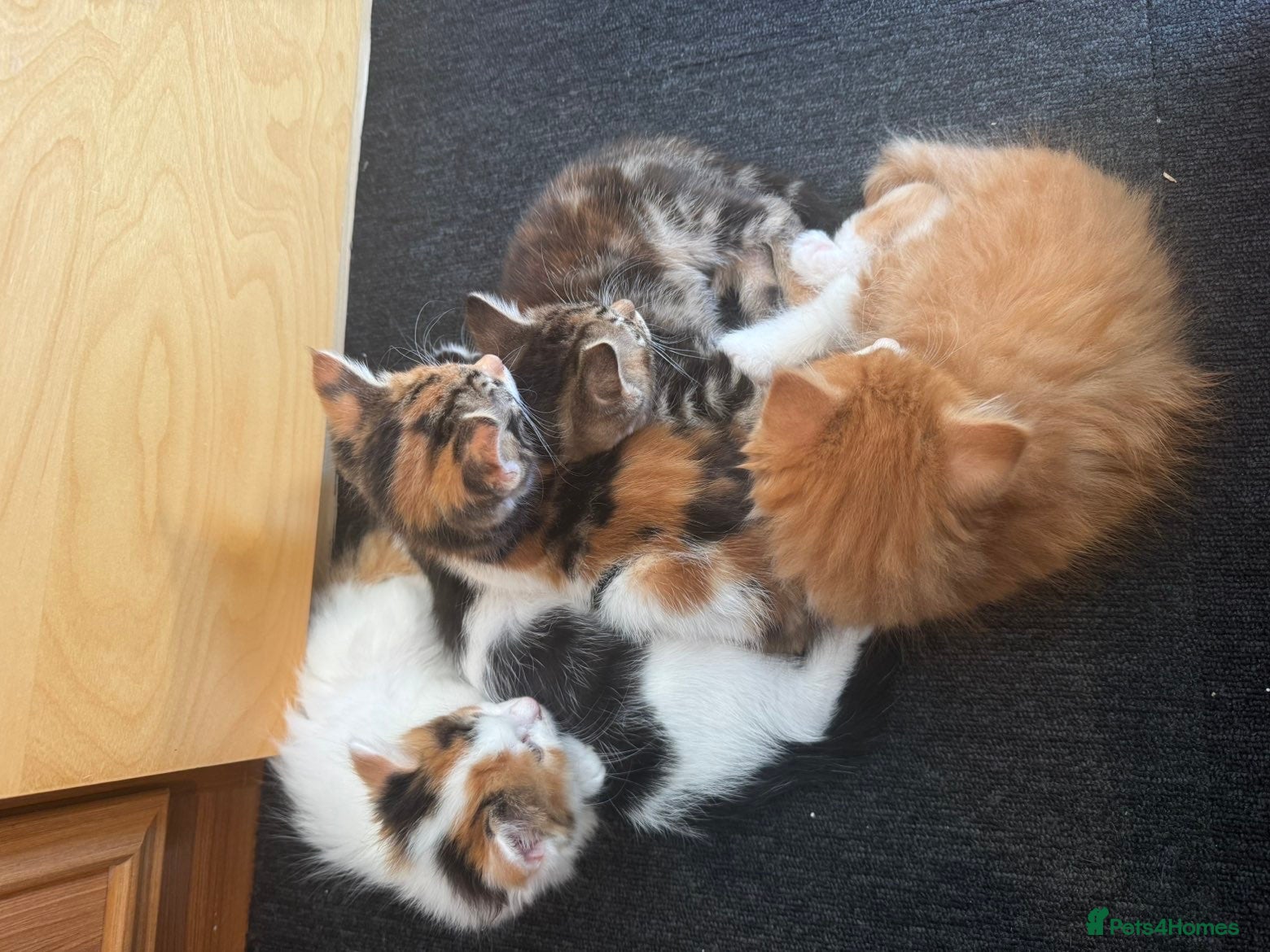 Mixed Breed cats for sale: Kittens  - Advert 4