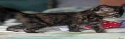 Domestic Shorthair cats for sale: Domestic Shorthair Kittens - Advert 31