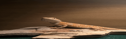 Bearded Dragon reptiles for sale: female bearded dragon - Advert 1