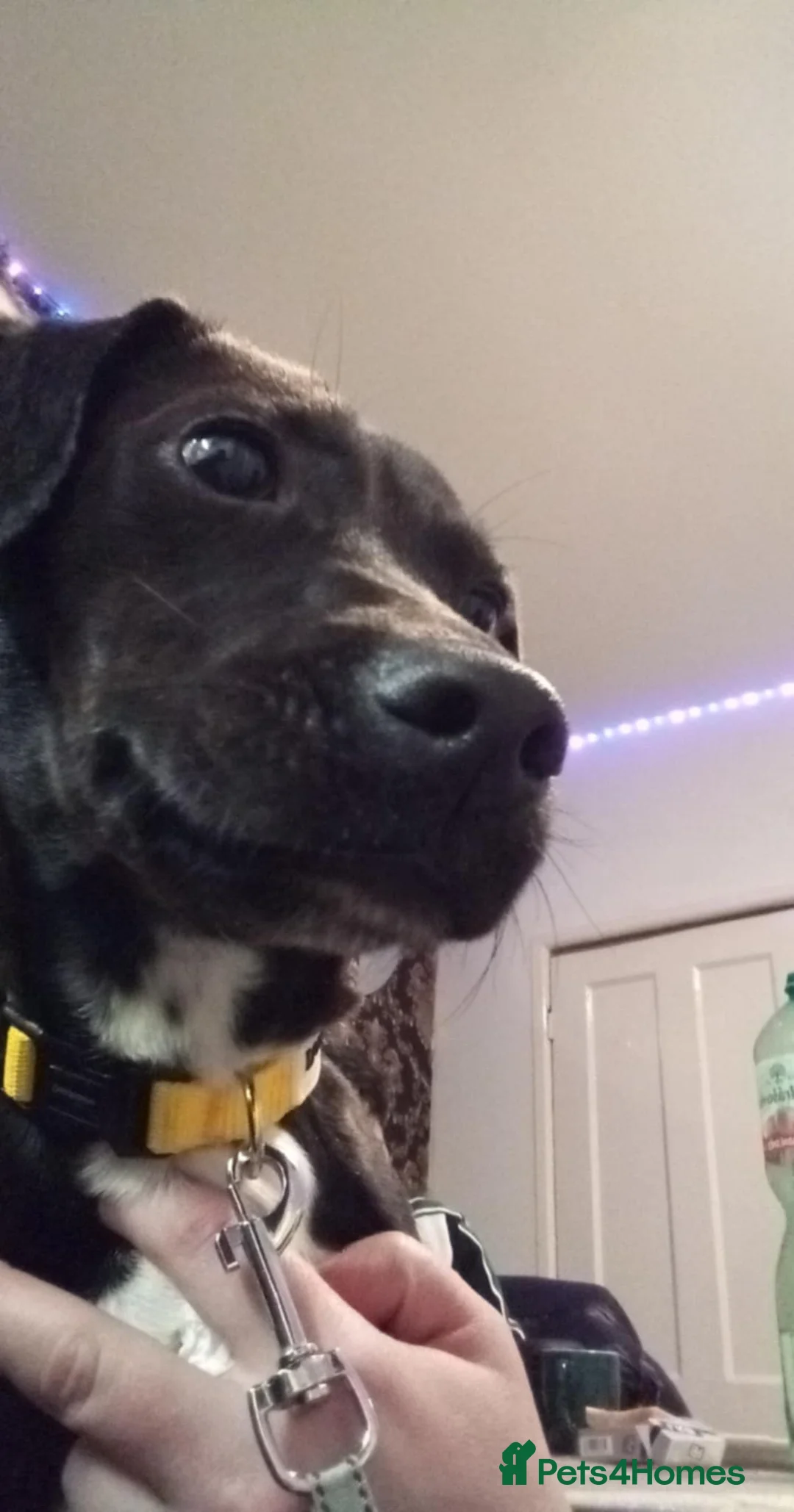 Mixed Breed dogs for sale: 7 month old staffy cross female - Advert 2