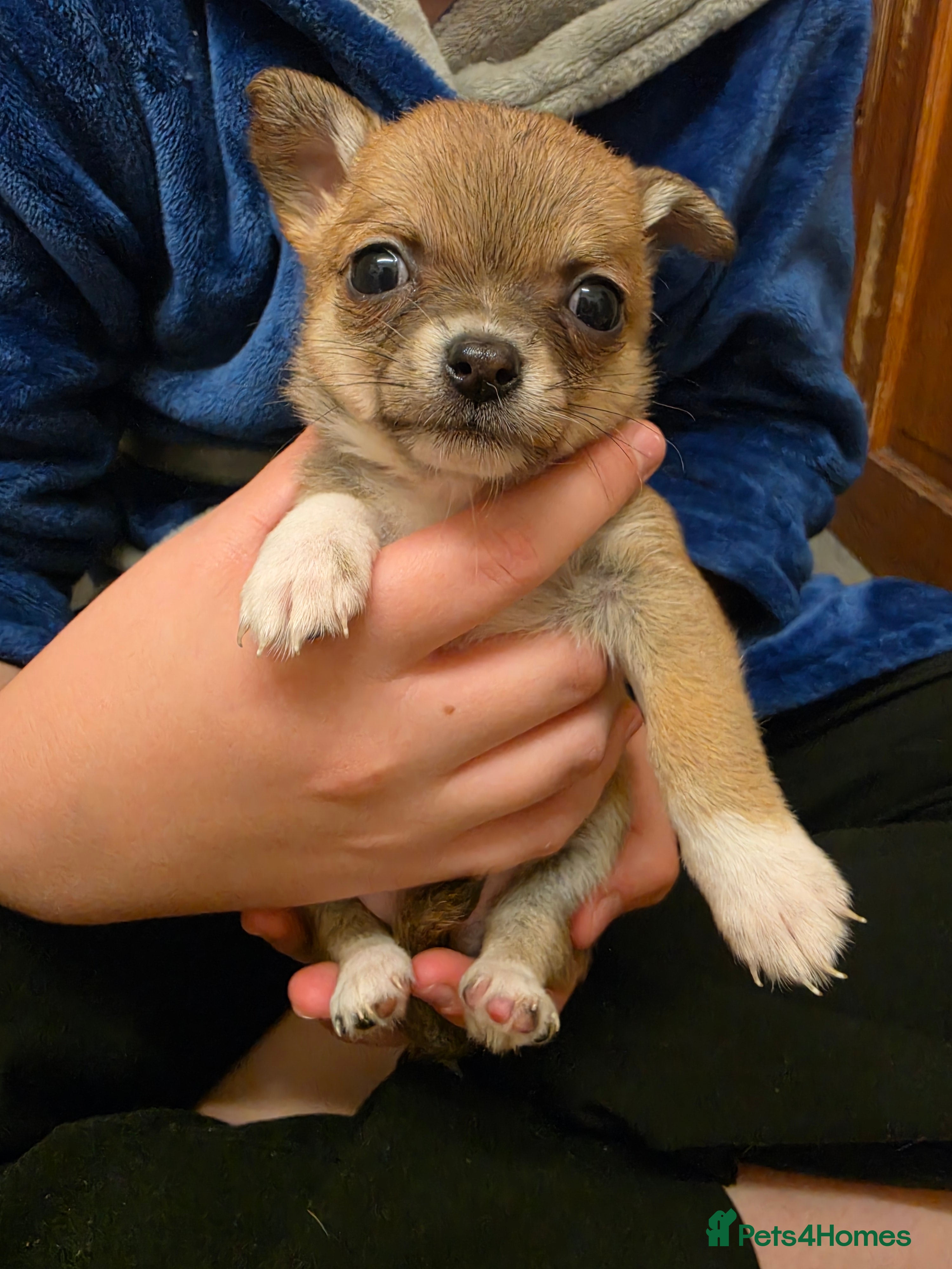 Chihuahua dogs VERY RARE Brindle Chihuahua Puppies - Advert 2