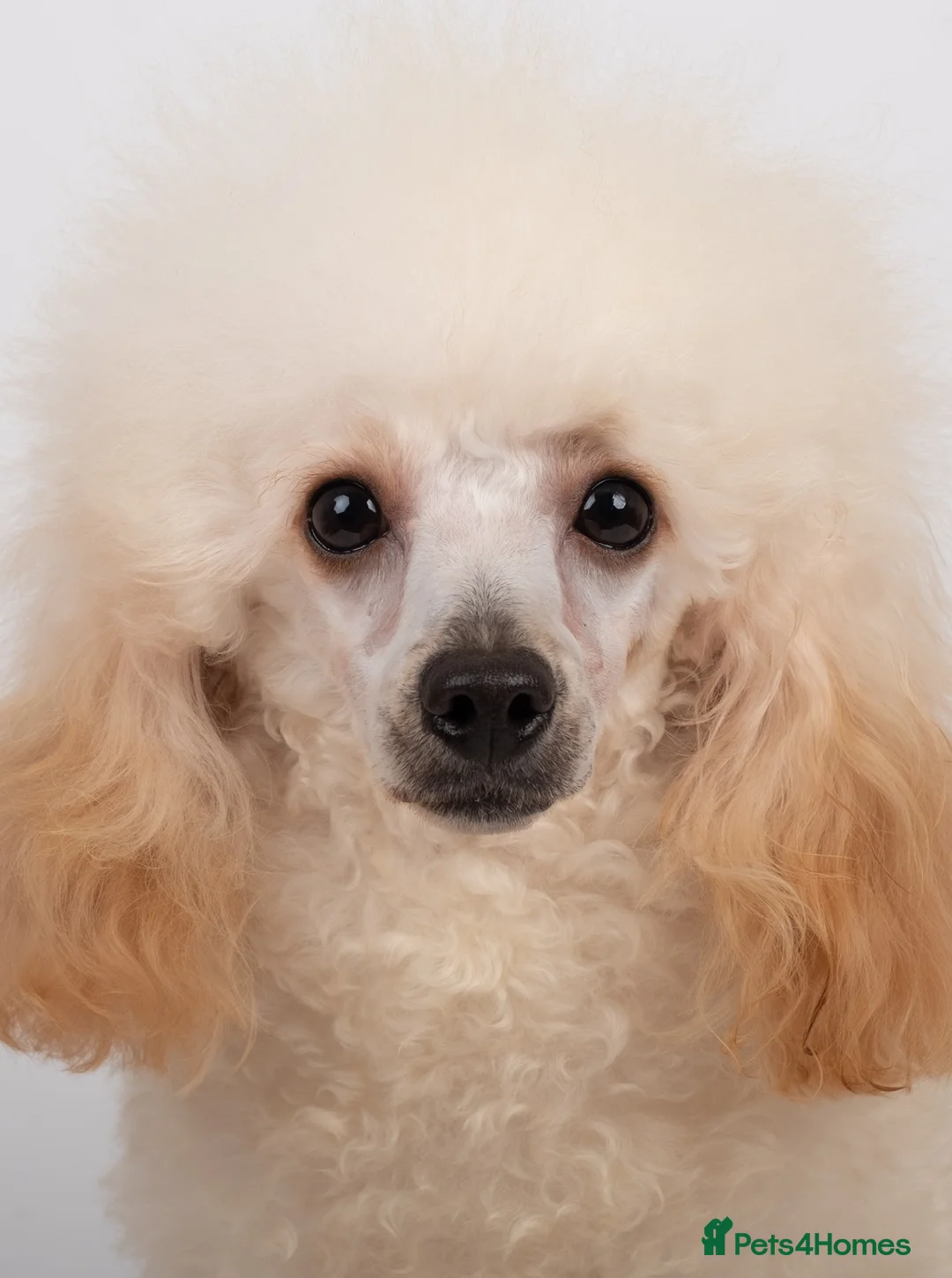 Poodle dogs for stud: KC REG TINY TOY POODLE STUD  - Advert 2