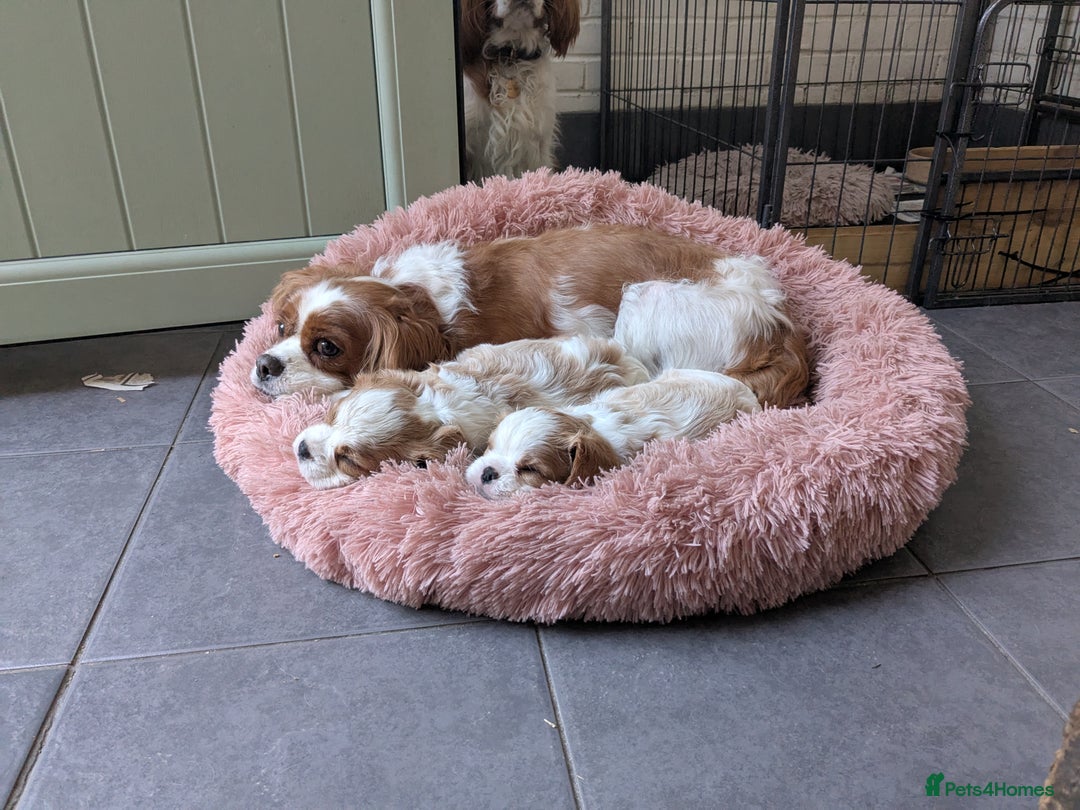 Cavalier King Charles Spaniel dogs for sale: Cavalier King Charles Puppies  - Image 5