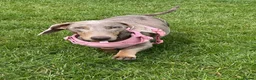 Miniature Dachshund dogs for sale: Miniature Dachshunds - Advert 4