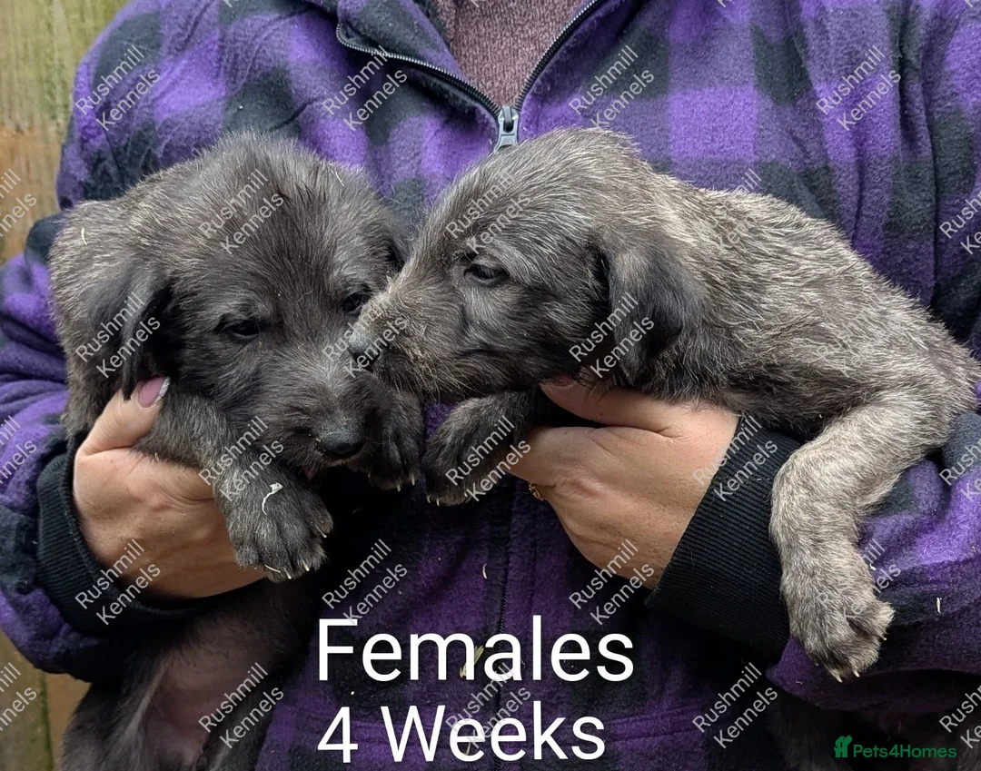 Irish Wolfhound dogs for sale: Wolfhound/Deerhound pups - Advert 3