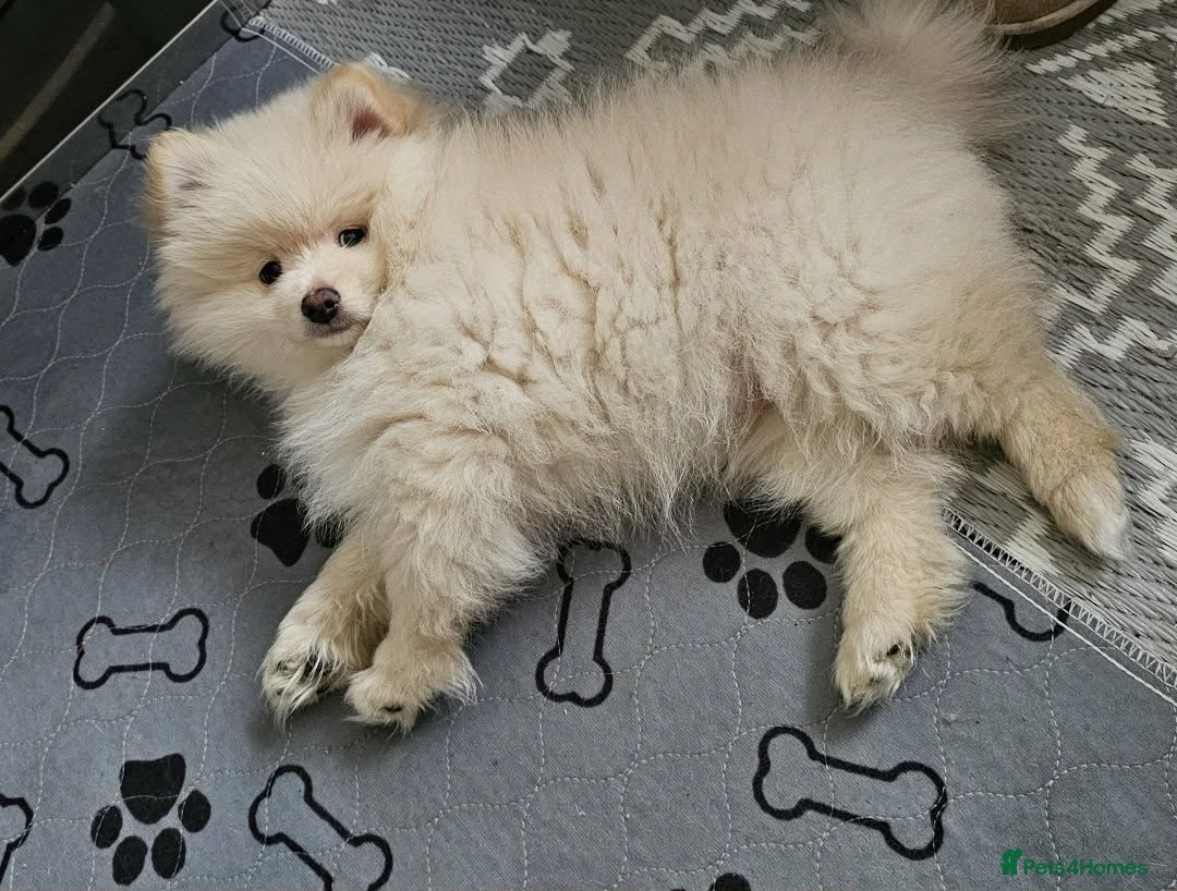 Pomeranian dogs for sale: Beautiful Pomeranian puppie male - Advert 5