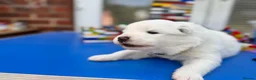 Samoyed dogs for sale: Bundle of joy 3 Puppy - Advert 28