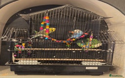 Budgerigars birds for sale: Pair and cage - Image 2
