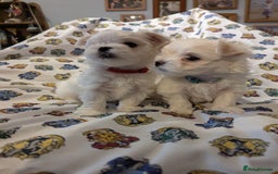 Maltese dogs for sale: Gorgeous KC pedigree Maltese puppy boy - Image 16