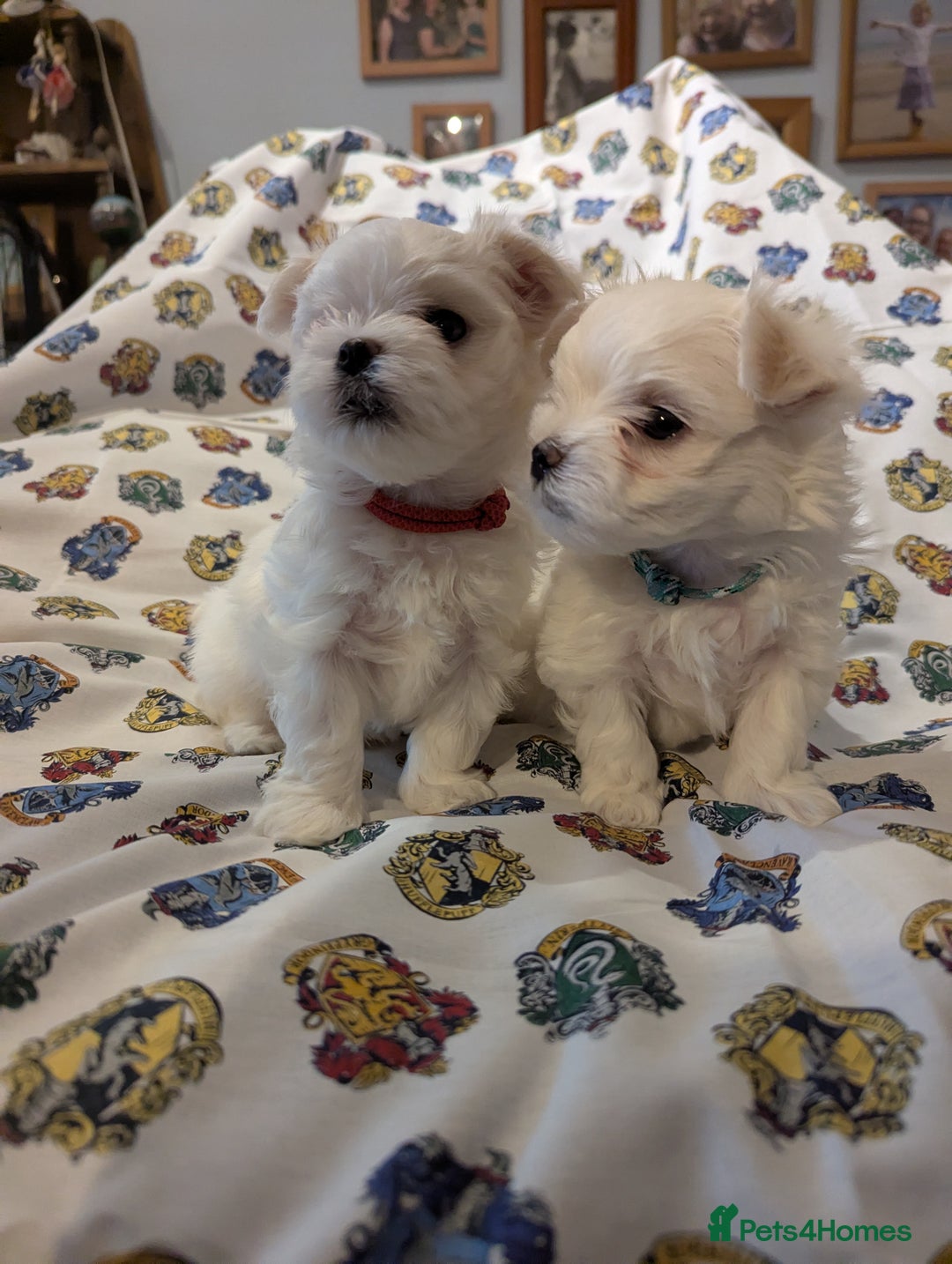 Maltese dogs for sale: Gorgeous KC pedigree Maltese puppy boy - Image 16