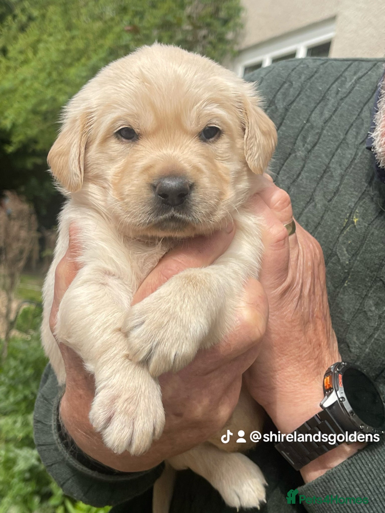 Goldador dogs Stunning black Goldador boy and cream girl ❤️ - Advert 1