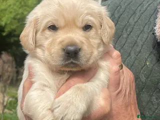 Goldador dogs Stunning black Goldador boy and cream girl ❤️ - Advert 1