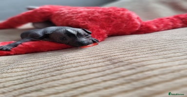 Mexican Hairless dogs - Advert 2