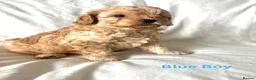 Cavapoo dogs for sale: 3 Stunning Cavapoo Puppies for sale  - Advert 9