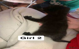 British Shorthair cats for sale: 3 lovely black kittens  - Image 4