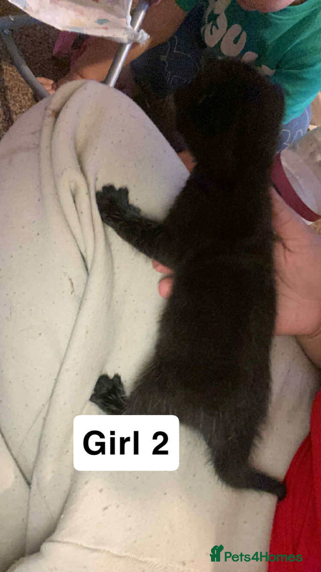 British Shorthair cats for sale: 3 lovely black kittens  - Image 4