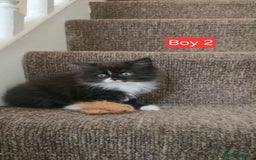 Mixed Breed cats for sale: Lovely Persian mix kittens - Image 24