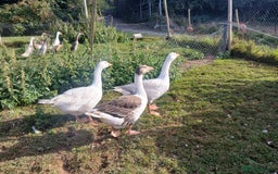 Geese poultry for sale: Embden x toulouse geese - Image 1