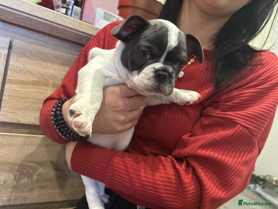French Bulldog dogs for sale: Kropek - Image 4