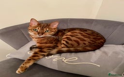 Bengal cats for sale: Bengal cat - Image 1