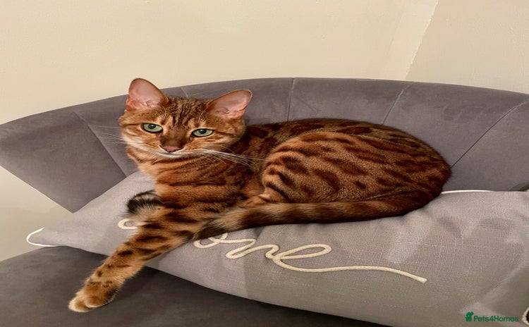 Bengal cats - Advert 1