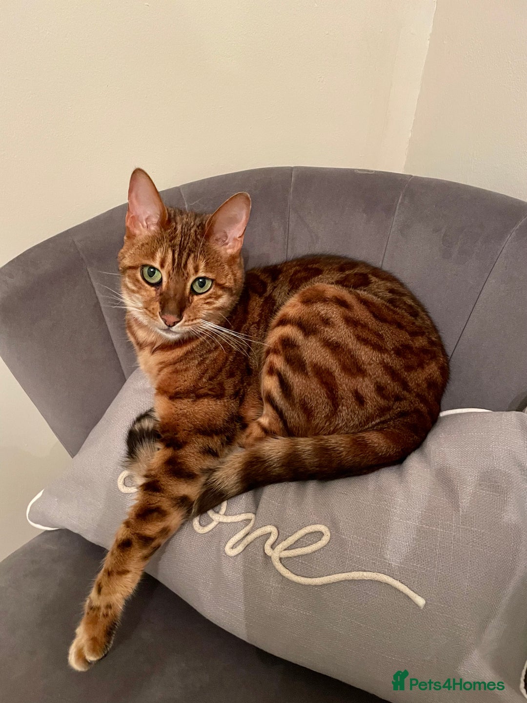 Bengal cats for sale: Bengal cat - Image 1
