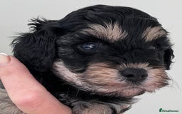 Cavapoo dogs for sale: 🌟HEALTH TESTED F1B CAVAPOO MERLE STUNNING PUPPIES - Image 12