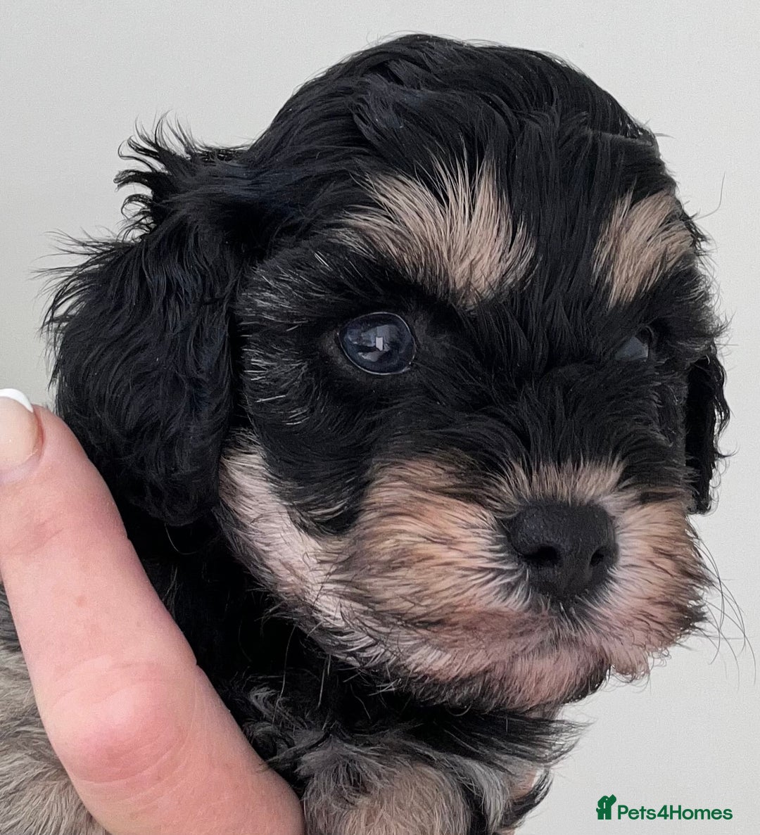 Cavapoo dogs for sale: 🌟HEALTH TESTED F1B CAVAPOO MERLE STUNNING PUPPIES - Image 12