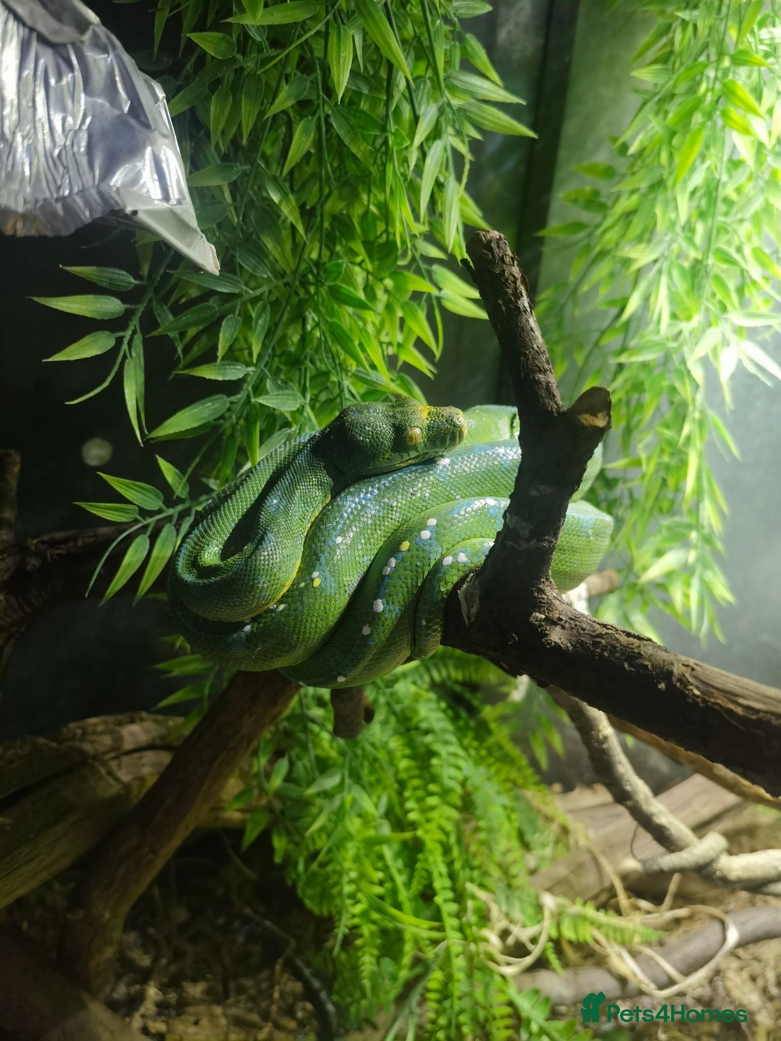 Python Snake reptiles Stunning Sorong green tree python with set up - Advert 2