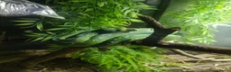 Python Snake reptiles for sale: Stunning Sorong green tree python with set up - Advert 2