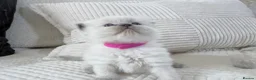 Ragdoll cats for sale: Blue Point Ragdoll Kittens for sale - Advert 10