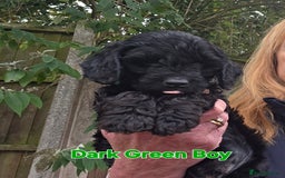 Cockapoo dogs for sale: Gorgeous Cockerpoo Puppies  - Image 6