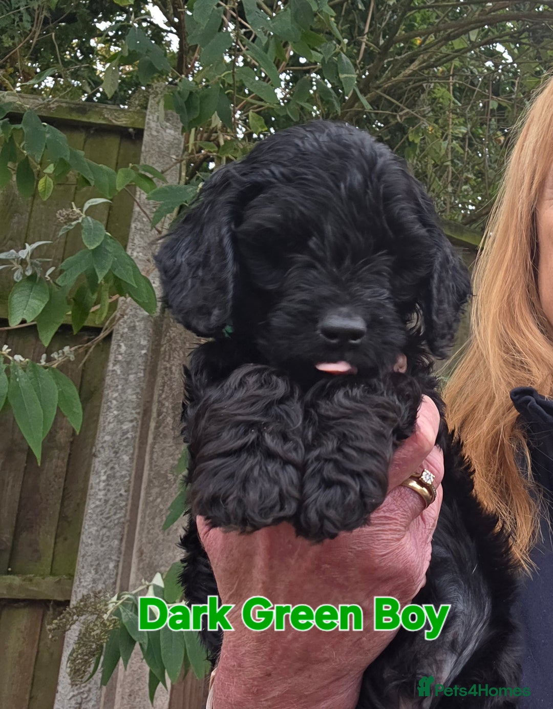 Cockapoo dogs for sale: Gorgeous Cockerpoo Puppies  - Image 6