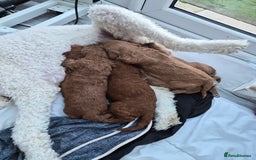 Labradoodle dogs for sale: Gorgeous Red Labradoodles- F3B - Advert 7
