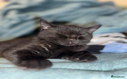 British Shorthair cats for sale: GCCF Registered British Shorthair Kittens  - Image 3