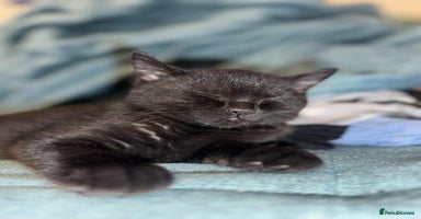 British Shorthair cats - Advert 2