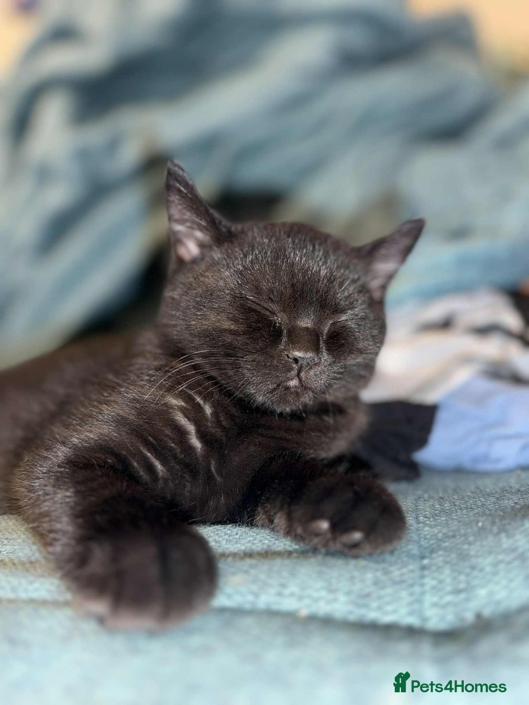 British Shorthair cats for sale: GCCF Registered British Shorthair Kittens  - Image 3